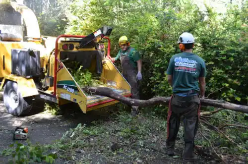 tree services Golden Gate